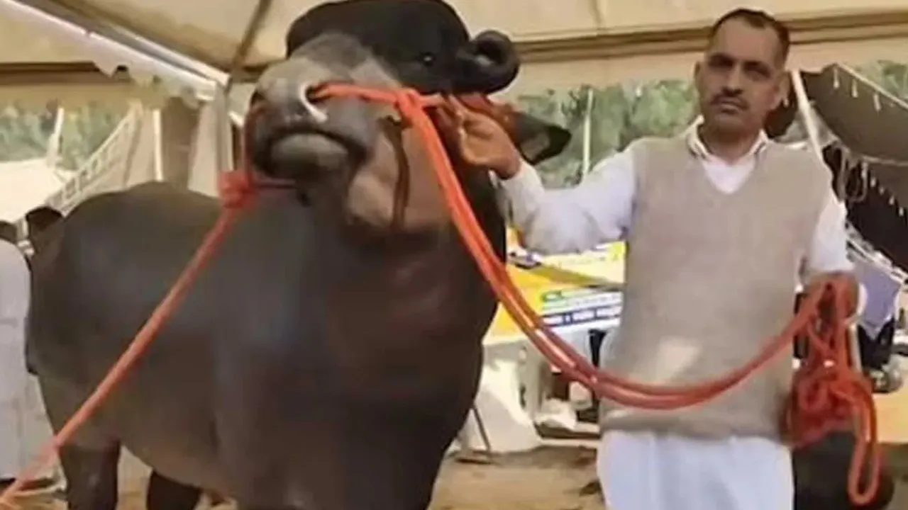 कीमत 50 करोड़ फिर भी बेचने को तैयार नहीं मालिक, कुरुक्षेत्र के मेले में छाया 'कुबेर' भैंसा