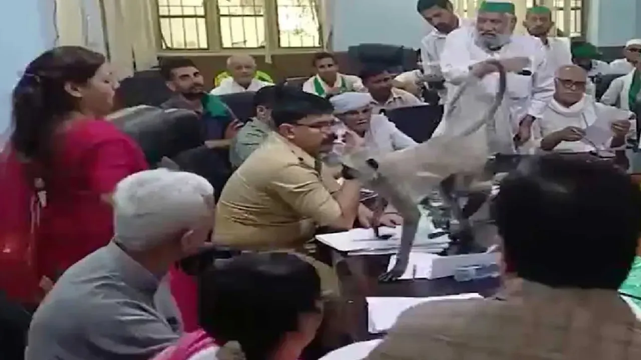 बागपत: मीटिंग में जब अचानक पहुंचा 'VIP' बंदर, DM मैडम ने छोड़ दी अपनी कुर्सी और बोलीं- इधर बैठ जाओ