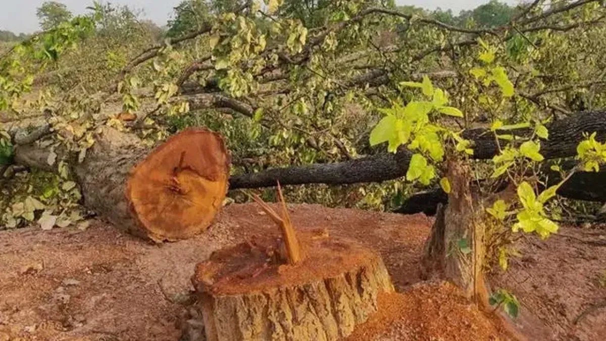 प्रकृति बनाम प्रगति: भारत के फेफड़े' कहे जाने वाले जंगल से कटेंगे 4.5 लाख पेड़, सरकारी कंपनी द्वारा प्रस्ताव पेश किया गया