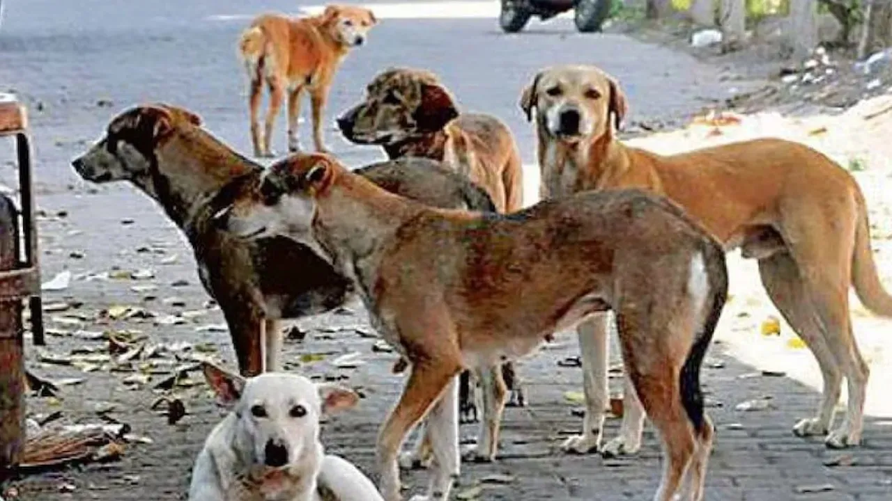 supreme-court-stray-dogs2 
