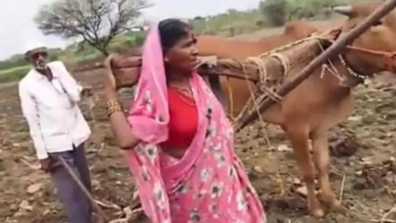  लातूर: मजबूरी में बनी 'बैल'! खेती बचाने के लिए किसान की पत्नी ने खुद खींचा हल, वायरल वीडियो देख पसीजा सरकार का दिल