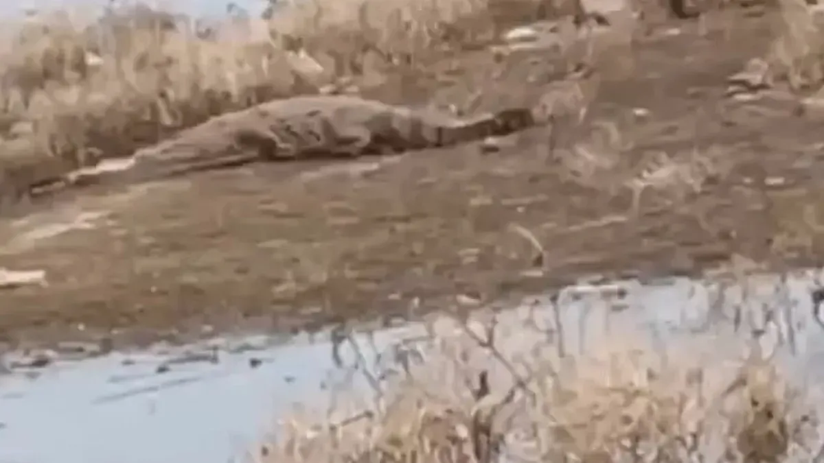 crocodiles 