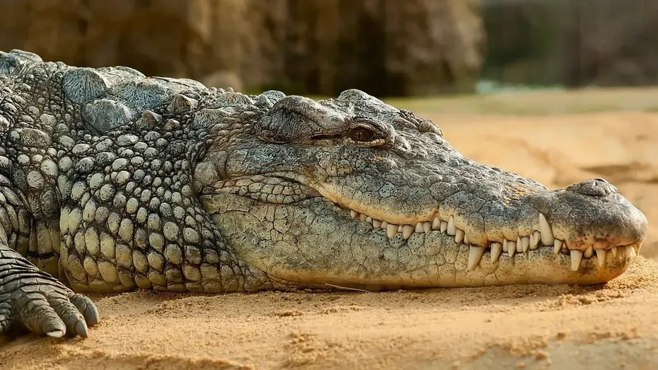 वडोदरा के बाद अब सूरत में मगरमच्छों का आतंक, दो इलाकों में दिखे, मछुआरों की नाव पर चढ़े