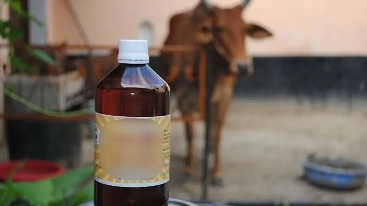 cow-urine 