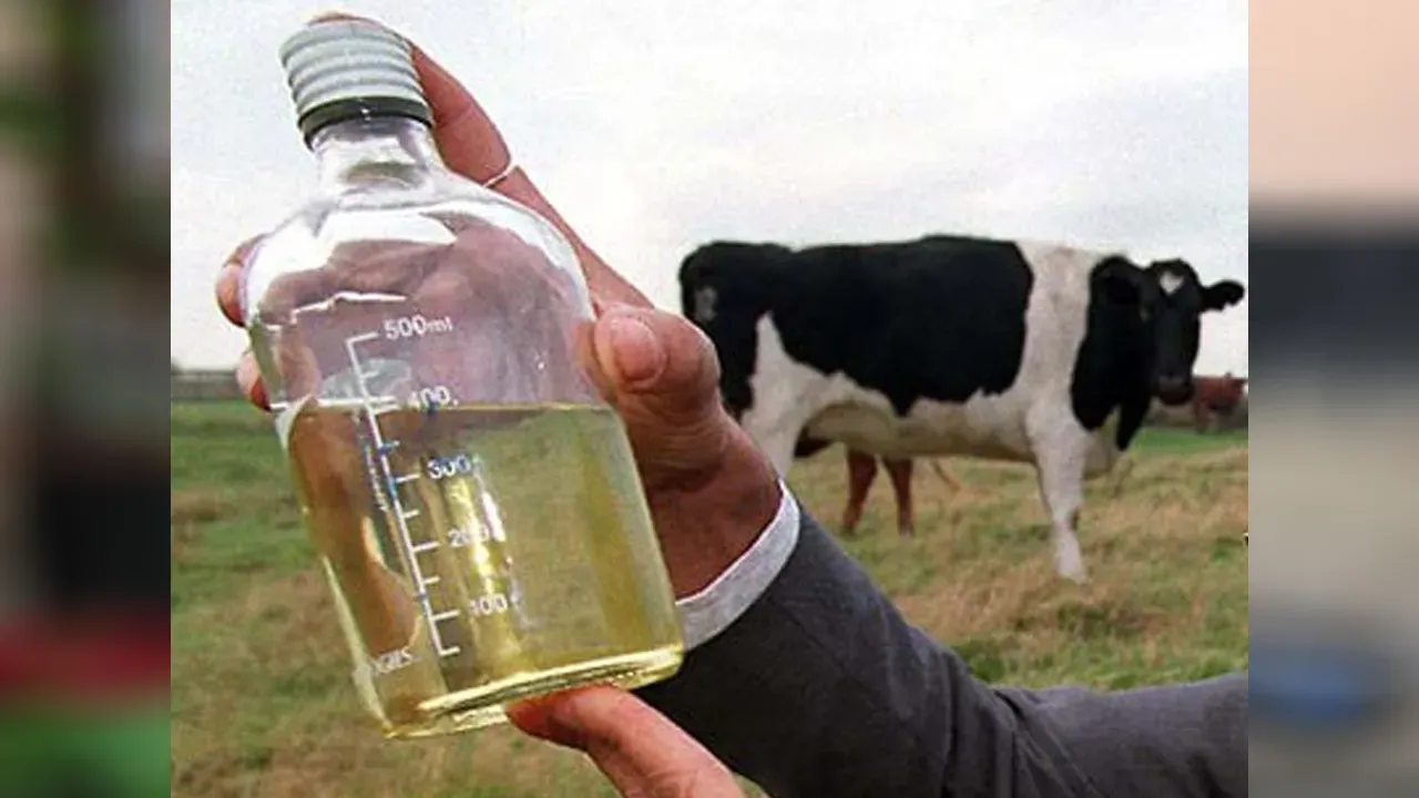 cow-urine1 