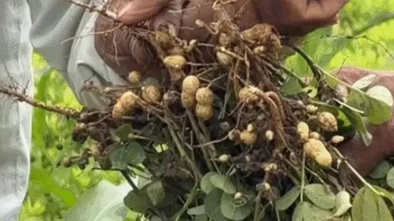 farmer 