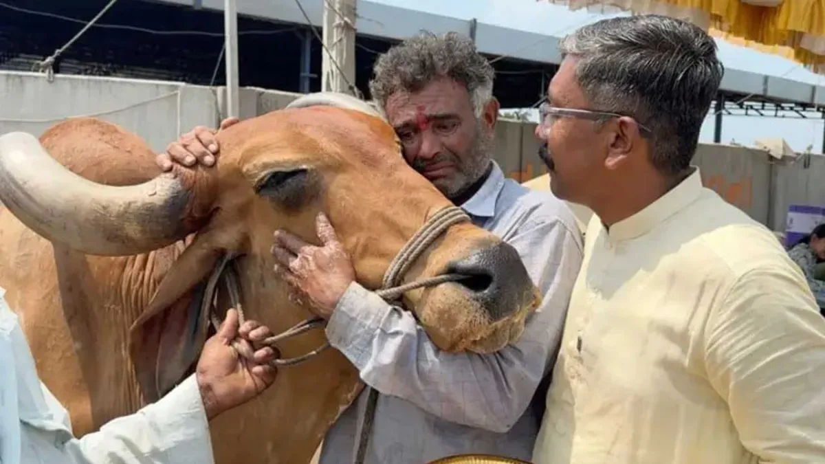 कम बारिश से चिंतित किसान 'सद्भावना बैल आश्रम' में छोड़ रहे हैं अपने बैल, 8 ही दिनों में 1000 के करीब बैलों की बढ़ोतरी हुई, रोने...
