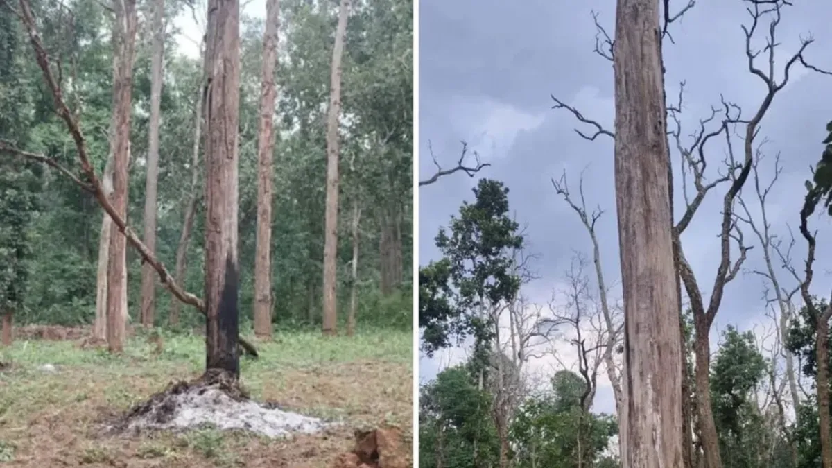 जंगल में पेड़ की छाल कोई काट रहा है, 2500 से अधिक पेड़ 'मरने' जैसी हालत में, अधिकारी कहते- किसान ऐसा करते हैं