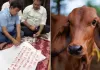 सूरत: गौमाता को राष्ट्रमाता घोषित करने की मांग को लेकर सबसे बड़ा अभियान शुरू…कपड़ा कारोबारियों ने खून से मोदी को लिखा पत्र