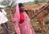  लातूर: मजबूरी में बनी 'बैल'! खेती बचाने के लिए किसान की पत्नी ने खुद खींचा हल, वायरल वीडियो देख पसीजा सरकार का दिल