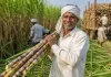 चीनी की बढ़ती कीमतें…एथेनॉल के लिए गन्ने के इस्तेमाल पर लग सकती है रोक, लेकिन चावल का उपयोग होने पर क्या यह महंगा नहीं होगा?