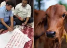 सूरत: गौमाता को राष्ट्रमाता घोषित करने की मांग को लेकर सबसे बड़ा अभियान शुरू…कपड़ा कारोबारियों ने खून से मोदी को लिखा पत्र