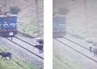 हॉर्न मारने पर नहीं हटी भैंस, तो लोको पायलट ने कुछ ऐसा तरीका निकाला