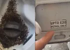  क्या E20 पेट्रोल की वजह से टंकी पर चींटियां? वायरल वीडियो पर BPCL ने दी सफाई, बताया पूरा सच