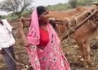  लातूर: मजबूरी में बनी 'बैल'! खेती बचाने के लिए किसान की पत्नी ने खुद खींचा हल, वायरल वीडियो देख पसीजा सरकार का दिल