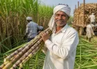 चीनी की बढ़ती कीमतें…एथेनॉल के लिए गन्ने के इस्तेमाल पर लग सकती है रोक, लेकिन चावल का उपयोग होने पर क्या यह महंगा नहीं होगा?