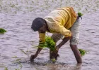 मेघराजा के विराम से किसान परेशान, बोले- 10 घंटे बिजली के बावजूद कुएं में सिंचाई लायक पानी नहीं