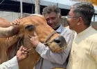 कम बारिश से चिंतित किसान 'सद्भावना बैल आश्रम' में छोड़ रहे हैं अपने बैल, 8 ही दिनों में 1000 के करीब बैलों की बढ़ोतरी हुई, रोने...