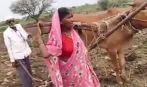  लातूर: मजबूरी में बनी 'बैल'! खेती बचाने के लिए किसान की पत्नी ने खुद खींचा हल, वायरल वीडियो देख पसीजा सरकार का दिल
