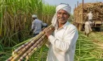 चीनी की बढ़ती कीमतें…एथेनॉल के लिए गन्ने के इस्तेमाल पर लग सकती है रोक, लेकिन चावल का उपयोग होने पर क्या यह महंगा नहीं होगा?