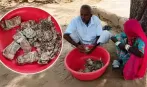 चोरों से बचाने के लिए किसान ने रु. 5 लाख रुपये खेत में गाड़ दिए, नोटों में दीमक लग गई