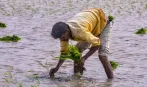मेघराजा के विराम से किसान परेशान, बोले- 10 घंटे बिजली के बावजूद कुएं में सिंचाई लायक पानी नहीं
