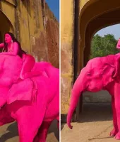 क्या जयपुर में गुलाबी रंग के कारण हाथी ने खोई थी जान? मॉडल को बैठाकर रूसी फोटोग्राफर ने किया था फोटोशूट