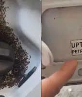  क्या E20 पेट्रोल की वजह से टंकी पर चींटियां? वायरल वीडियो पर BPCL ने दी सफाई, बताया पूरा सच