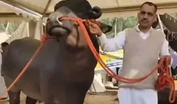 कीमत 50 करोड़ फिर भी बेचने को तैयार नहीं मालिक, कुरुक्षेत्र के मेले में छाया 'कुबेर' भैंसा
