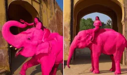 क्या जयपुर में गुलाबी रंग के कारण हाथी ने खोई थी जान? मॉडल को बैठाकर रूसी फोटोग्राफर ने किया था फोटोशूट