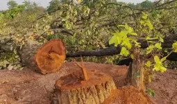प्रकृति बनाम प्रगति: भारत के फेफड़े' कहे जाने वाले जंगल से कटेंगे 4.5 लाख पेड़, सरकारी कंपनी द्वारा प्रस्ताव पेश किया गया
