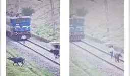 हॉर्न मारने पर नहीं हटी भैंस, तो लोको पायलट ने कुछ ऐसा तरीका निकाला