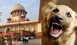 कुत्ता प्रेमियों को बड़ा झटका! सुप्रीम कोर्ट बोला- 'खतरनाक कुत्तों को इंजेक्शन लगाओ', आदेश न मानने पर होगी कार्रवाई