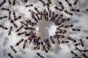 8 करोड़ की आबादी वाले देश में भारी पड़ रही हैं ये चींटियाँ, बिजली और इंटरनेट को कर रही हैं बाधित