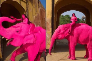 क्या जयपुर में गुलाबी रंग के कारण हाथी ने खोई थी जान? मॉडल को बैठाकर रूसी फोटोग्राफर ने किया था फोटोशूट